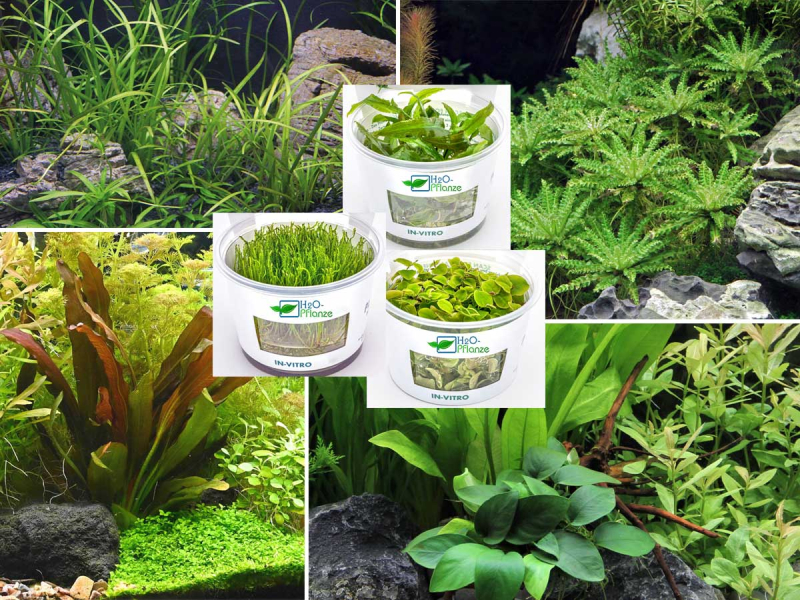 Aquarienpflanzen Wundertüte